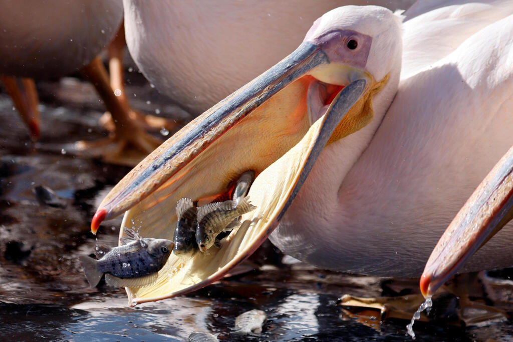A migrating Great White pelican is fed, as part of Israel Nature and Parks Authority funded project aiming to prevent pelicans from feeding from commercial fish breeding pools, at a water reservoir in Mishmar Hasharon, central Israel 