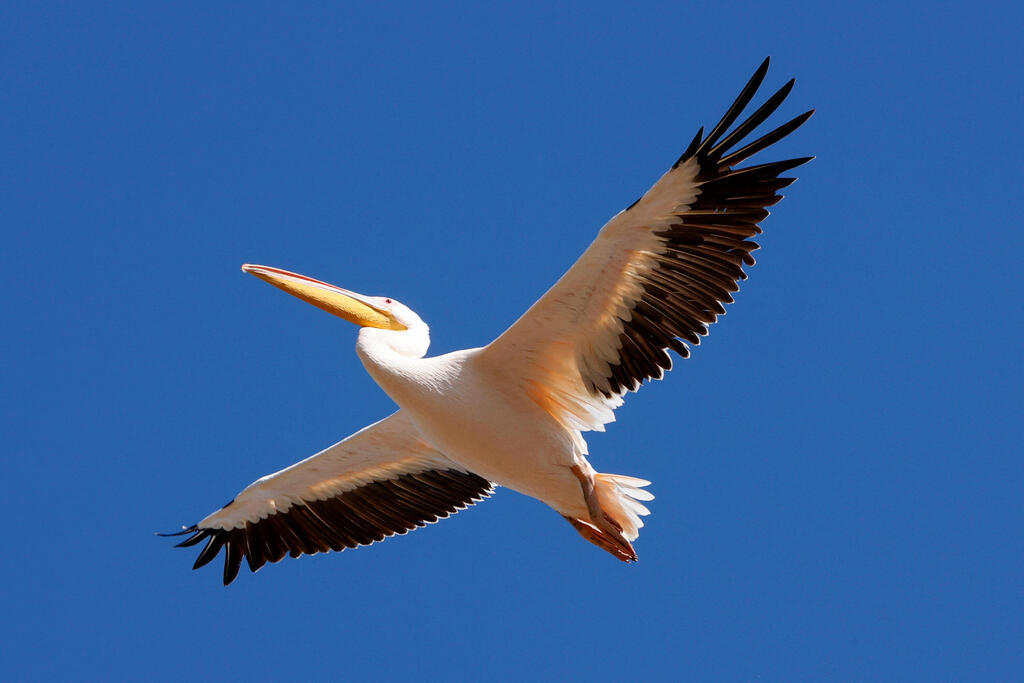 A great white pelican flies over a water reservoir in the Emek Hefer valley, north of Tel Aviv 
