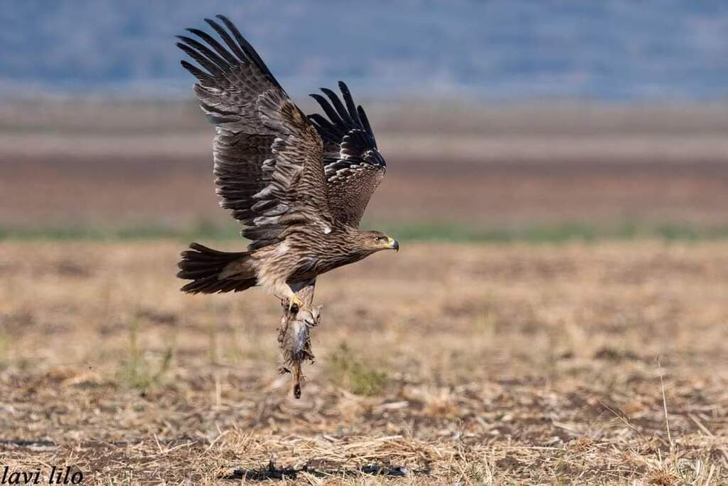Охота в Изреэльской долине (Фото: Лави Лило) עיט שמש תופס חתול ביצות
