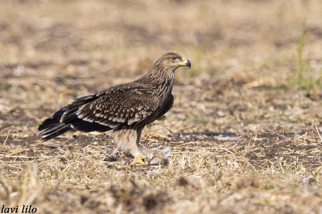 Солнечный или императорский орел (Фото: Лави Лило) עיט שמש תופס חתול ביצות