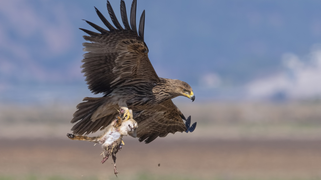 Охотник с добычей в небе (Фото: Лави Лило) עיט שמש תופס חתול ביצות