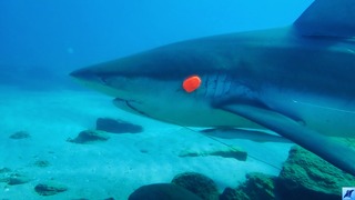 כריש שנפגע מציוד דייגים בחדרה