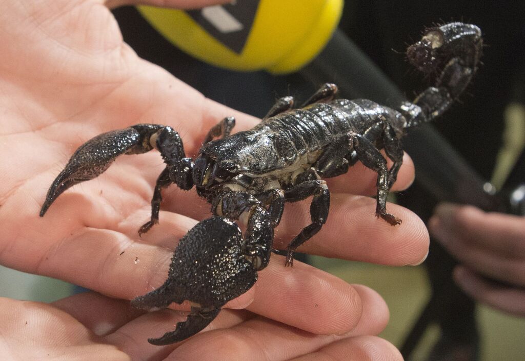 A black fattail scorpion 