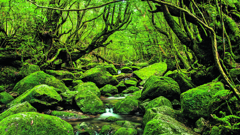 יער יאקושימה