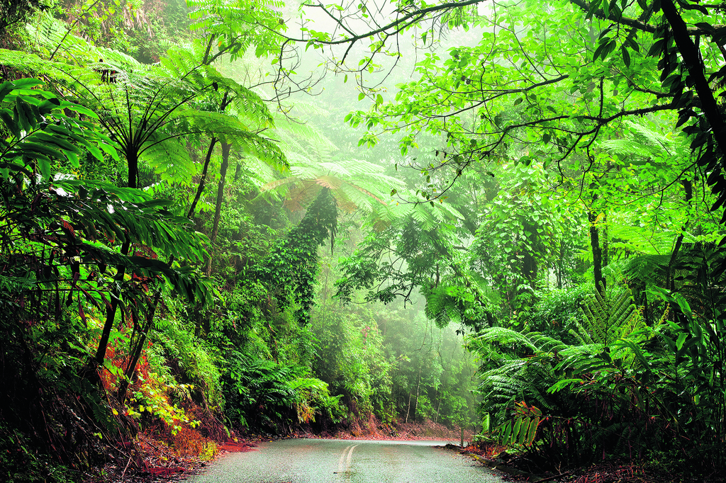 יערות גשםיער הגשם דיינטרי