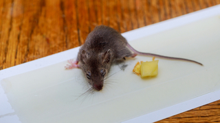 עכבר שנלכד במלכודת דבק - ומת
