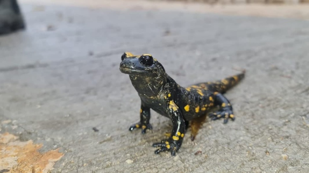 הסלמנדרות יוצאות עם הגשמים בשמורת הטבע בניאס