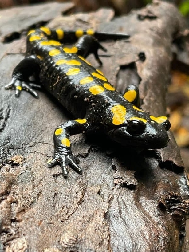 הסלמנדרות יוצאות עם הגשמים בשמורת הטבע בניאס