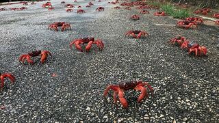 סרטנים אדומים באחד הכבישים באי