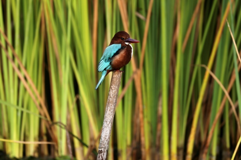 A kingfisher in the Gazelle Valley 