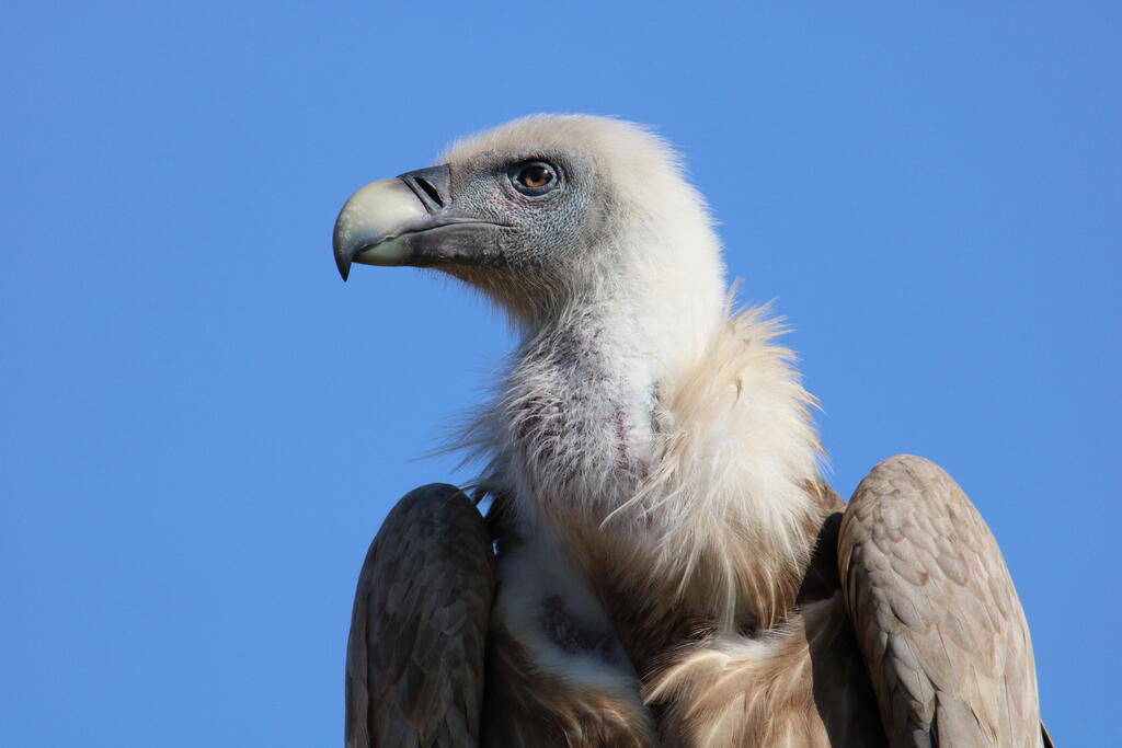 נשר בחי בר כרמל