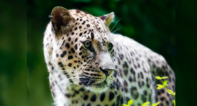 Иранский леопард