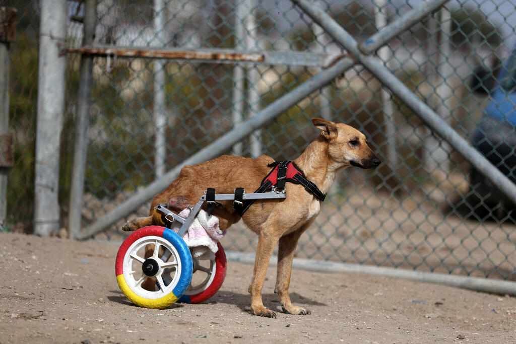 A paralysed dog is training to walk using a new wheelchair 