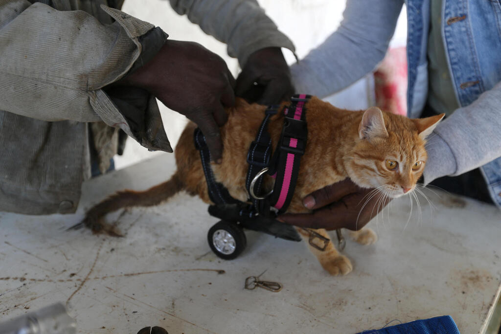 Palestinian engineer Ismail Al-Aer and a blacksmith try to put a paralysed cat on a wheelchair in the central Gaza Strip 