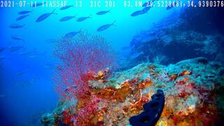   אלמוגים במפרץ אילת