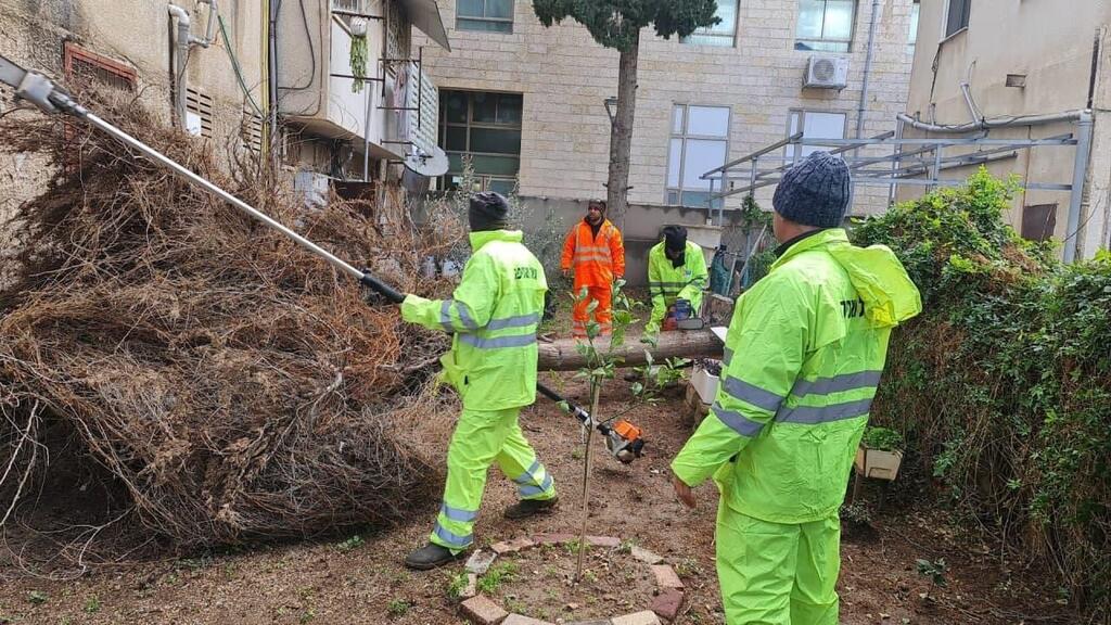 צוותים של עיריית עכו מפנים עצים שקרסו בעיר