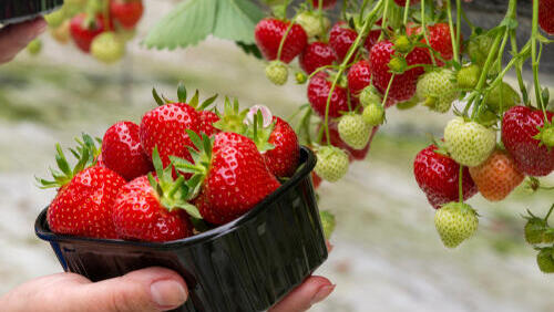 Фото: shutterstock клубника