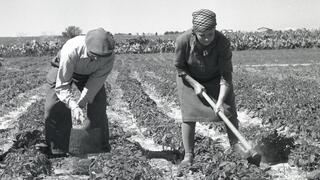 תושבי כפר חב"ד בחלקה שבהם גידלו ירקות, 1950