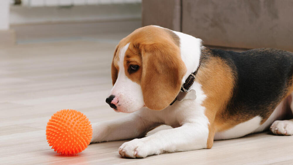 כלב מסתכל על כדור