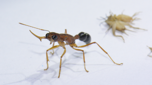 הורמון הנעורים מגביר את תוקפנותן של הנמלים הקופצות ההודיות. פועלת מאיימת על הצלם