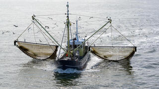 דיג באמצעות רשת בהולנד