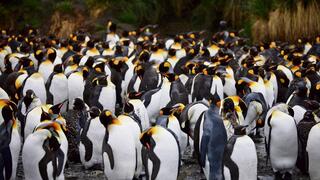 פינגווינים באנטרקטיקה