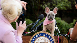 כלב מסוג בולדוג צרפתי מצטלם על הפודיום של הסנאטור ראנד פול לפני מסיבת עיתונאים שלו בוושינגטון די.סי באוקטובר 2021