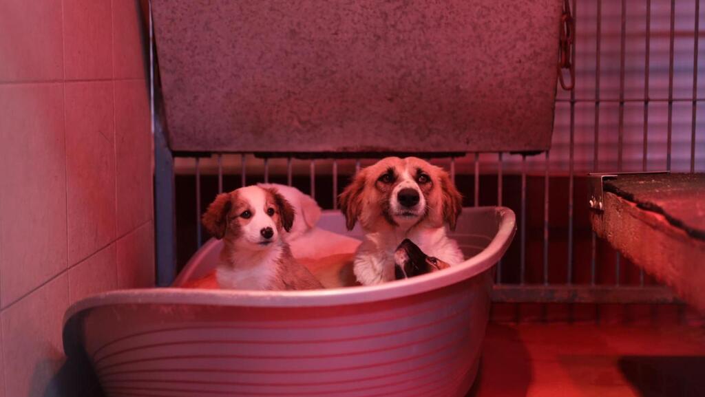 Собаки в ашкелонском приюте. 