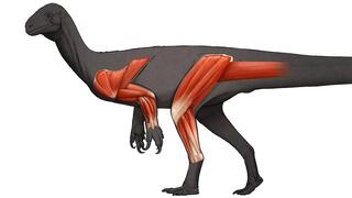שרירי בגפיים של הדינוזאור תקודונטוזאורוס