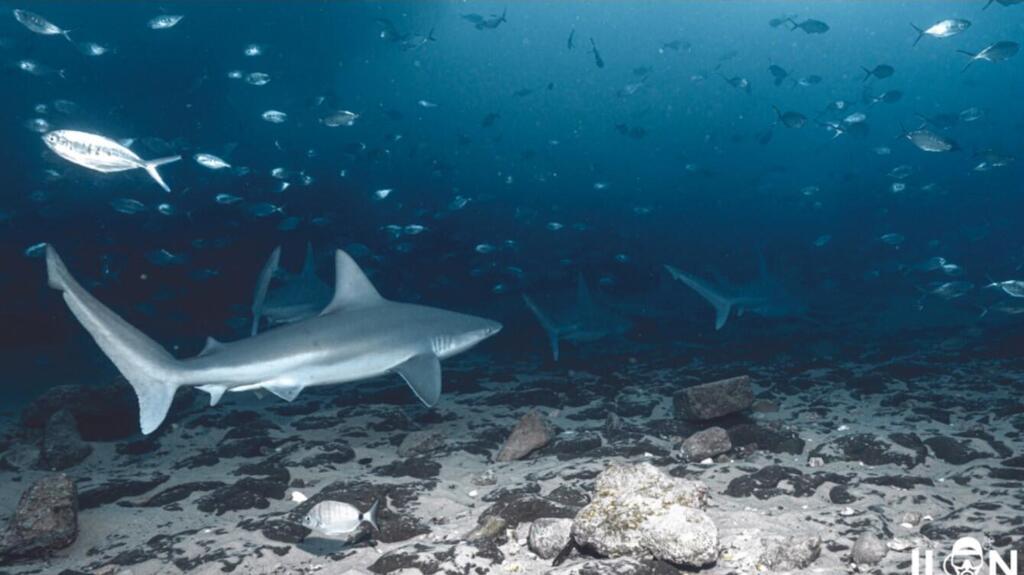 Стая трахинотов среди серо-голубых акул у берегов Хадеры 