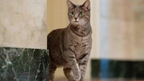 Willows cat hotsell