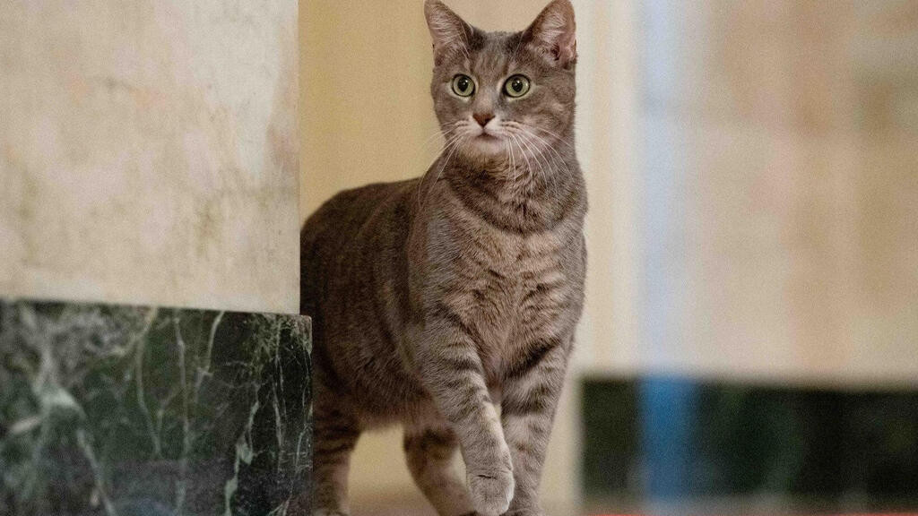 New Presidential cat Willow 