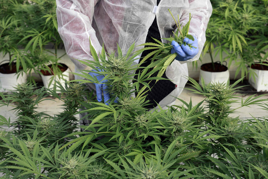 greenhouse of Israeli company up B.O.L Pharma, which makes medical cannabis products