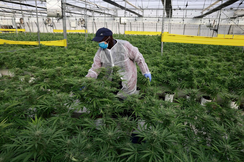 greenhouse of Israeli company up B.O.L Pharma, which makes medical cannabis products 