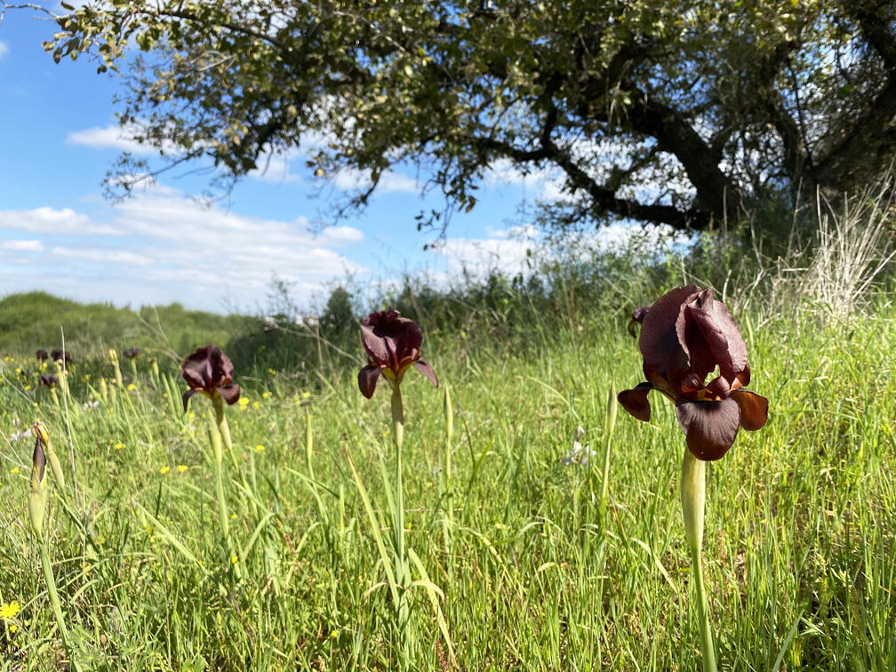 אירוס הארגמן בצל האלונים בשמורת אלוני קדימה