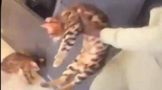 קורט זומה מתעלל בחתוליו