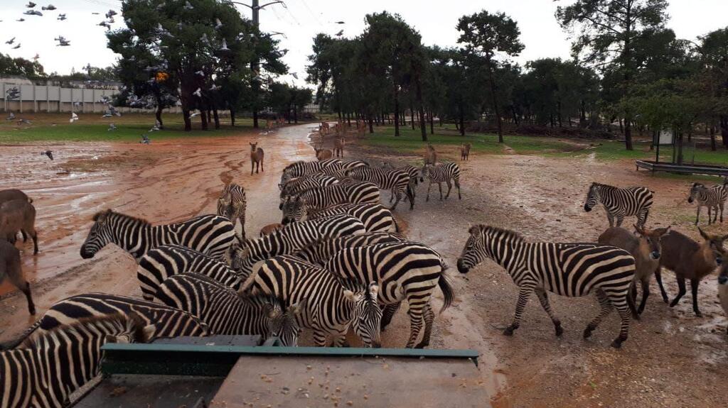 חורף בספארי
