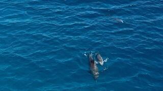 להקת דולפינים מול חוף הנסיכה באילת