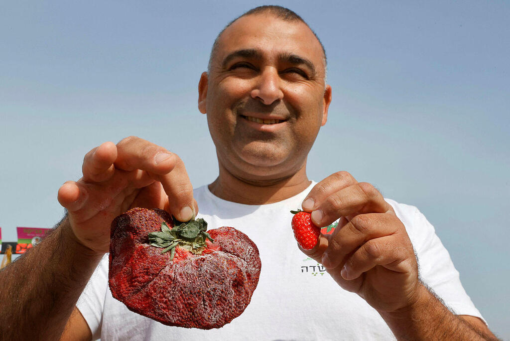 Israeli farmer Tzachi Ariel displays a 289 grams strawberry 