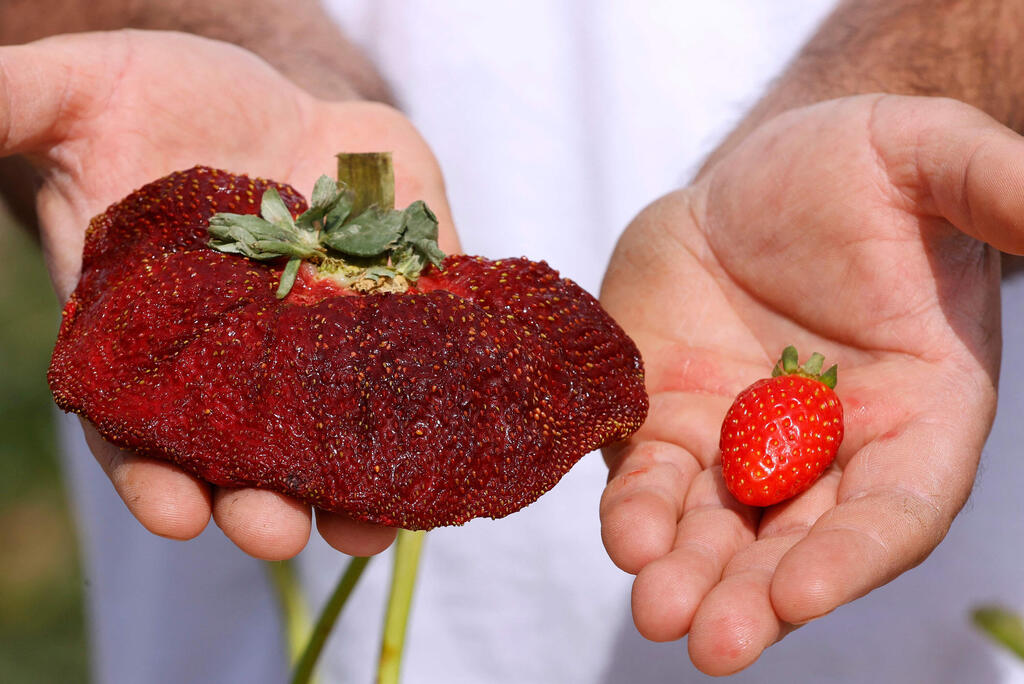 The 289 grams strawberry that was found in his agricultural field and set a new Guinness World Record for the heaviest strawberry 