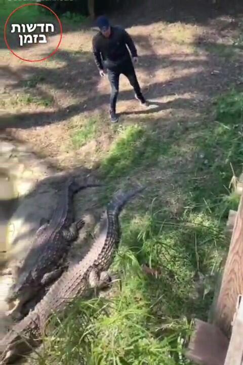 התגרות בתנינים בספארי