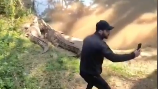 אתם מתגרה בתנינים בספארי