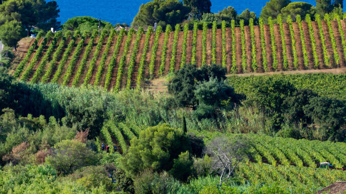 גידול גפנים באזור סן טרופז בצרפת