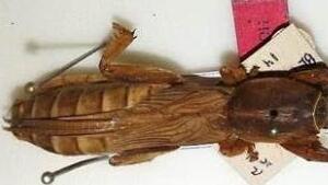 ערצב ים המלח