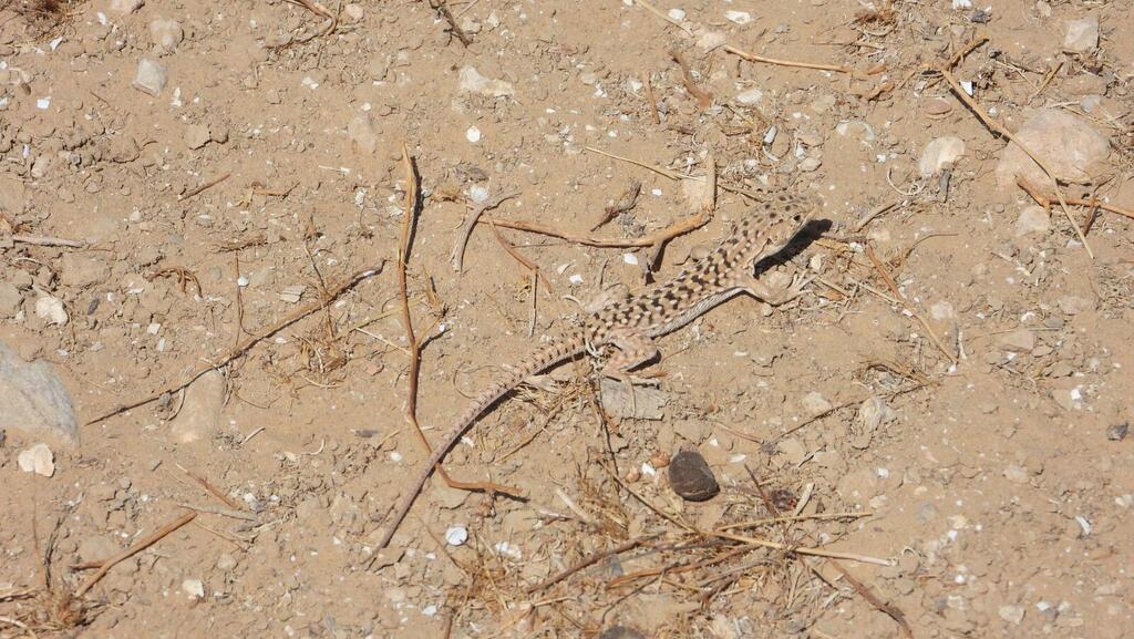 שנונית באר שבע בשמורת טבע פארק הלס