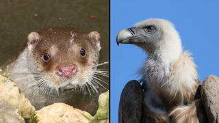 נשר מקראי ולוטרה. עלולים להיעלם