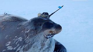 כלב ים עם מכשיר ניטור על הראש