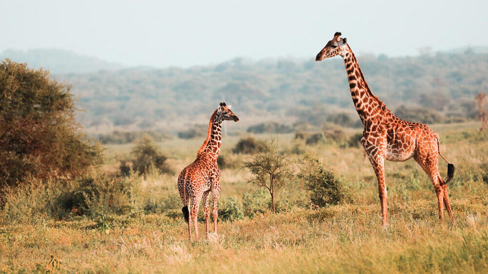 בעלי חיים במסאי מארה שבקניה