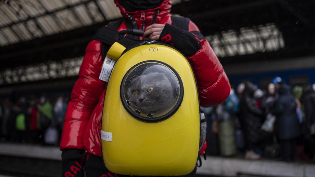 A Ukrainian girl and her cat wait at the platform inside Lviv railway station