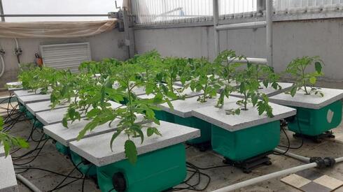    גידול עגבניות בשיטה חדשה במכון וולקני